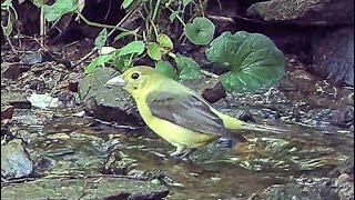 Scarlet Tanager Female [upl. by Nipahc182]