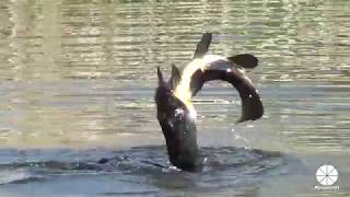 Great Cormorant catches and eats a huge Carp actually a Tench [upl. by Millar]