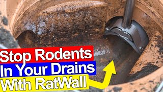 STOP RATS GETTING IN YOUR DRAINS AND HOUSE  Ratwall [upl. by Ev453]