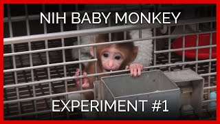 Human Intruder Tests  NIH Baby Monkey Experiment 1 [upl. by Estelle]