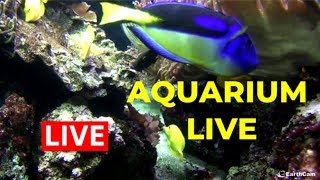 Live Aquarium Cam  Pacific Coral Reef [upl. by Nnaeinahpets654]