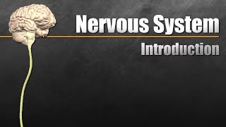 The Nervous System In 9 Minutes [upl. by Narf]