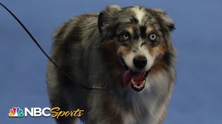 National Dog Show 2020 Best in Show Full Judging  NBC Sports [upl. by Irmina]