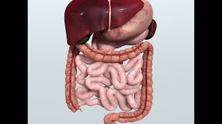 Anatomy and Physiology of Digestive System [upl. by Haneen622]