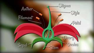 Flower Dissection  Reproduction in flowering plants [upl. by Teriann]