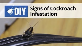 Signs of a Cockroach Infestation [upl. by Priest853]