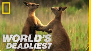 Kangaroo Kickboxing  Worlds Deadliest [upl. by Yrad301]