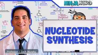 Metabolism  Nucleotide Synthesis  Purine amp Pyrimidine Synthesis [upl. by Ntisuj]