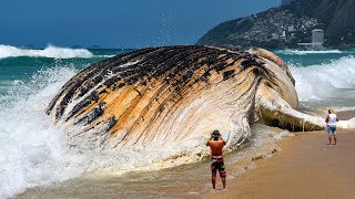 Le 7 Più Grandi Creature Degli Oceani [upl. by Eelan126]