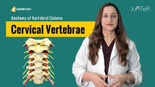 Cervical Vertebrae  C1C7  Bone Anatomy  Skeletal System  VLearning™ [upl. by Etiuqram]