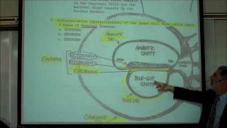 Medical Embryology  the fetal membranes [upl. by Annaya]