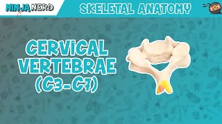 Cervical Vertebrae C3C7 Anatomy [upl. by Ativad]