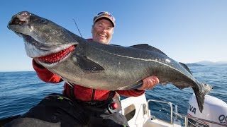 Angeln in Norwegen Großköhler vor Sommarøy Rainer Korn und Sven Klöer [upl. by Habeh]