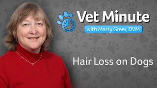 Canine Hair Loss Fur Loss in Dogs [upl. by Htederem]