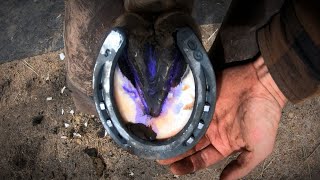 Horse Hoof ABSCESS  How I HELP Him RECOVER  HORSESHOEING [upl. by Wichman]