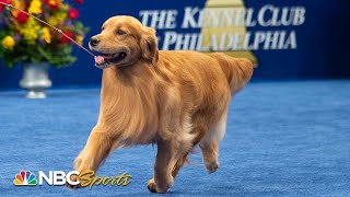 National Dog Show 2019 Best in Show Full Judging  NBC Sports [upl. by Orag117]