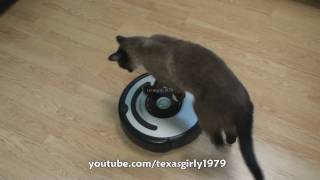 Cat shows HOW TO use iRobot Roomba Vacuum [upl. by Sirah588]