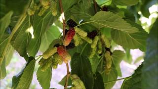 Illinois Everbearing MulberryMorus alba x rubra Fruiting in AZ  9B [upl. by Nevanod]