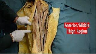 Anterior and Medial Thigh Anatomy [upl. by Sliwa103]