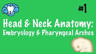 Head amp Neck Anatomy  Embryology amp Pharyngeal Arches  INBDE [upl. by Rann]