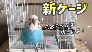 新しいケージが来たよ！ セキセイインコ・うめ [upl. by Hemphill]