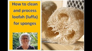 How to clean and process loofah luffa for sponges [upl. by Zweig]