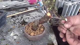 Cotoneaster Bonsai trim and change the pot 盆栽の作り方 [upl. by Va]