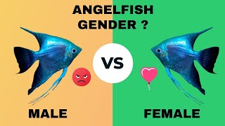 HOW TO IDENTIFY ANGELFISH GENDER  Male or Female [upl. by Gazzo45]