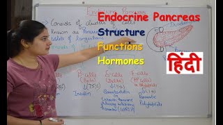 Pancreas endocrine gland in hindi  insulin  functions  structure  Rj Medical Education [upl. by Yrol]