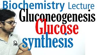 Gluconeogenesis pathway biochemistry [upl. by Whelan]