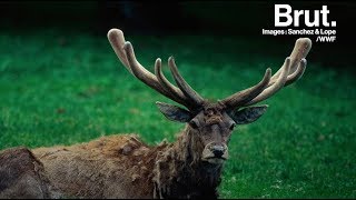 Comment le bois des cerfs tombe et repousse [upl. by Naida]