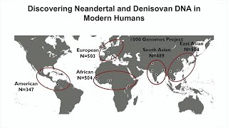 Tales of Human History Told by Neandertal and Denisovan DNA That Persist in Modern Humans [upl. by Coridon]