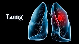 Pulmonary Ventilation System Respiratory [upl. by Ainomar793]