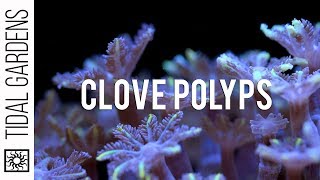 Care Tips for Clove Polyps [upl. by Leugim417]