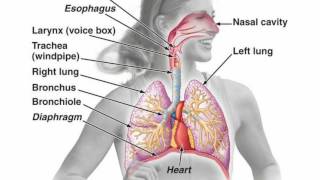 Difference Between Pharynx and Larynx [upl. by Viccora547]