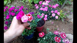 How To Grow and repot Carnations From Cuttings [upl. by Sekoorb]