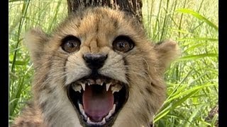 🐆 Cute Cheetah Cubs Hissing at Camera [upl. by Draude805]