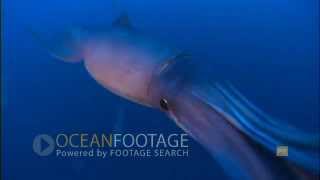 Ocean Footage Huge Squid Flash and Attack [upl. by Kerrill276]