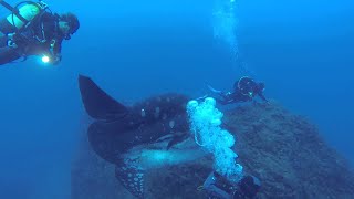 Divers dwarfed by an enormous sunfish  ViralHog [upl. by Alma]