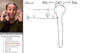 Nervous system 4 Afferent NS [upl. by Lattie]