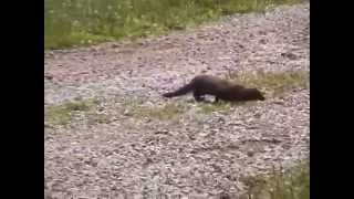 Mink running [upl. by Socrates]