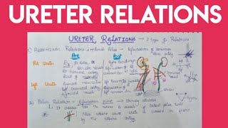 Ureter Anatomy  relations [upl. by Llerot]