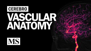 Coronary Angioplasty Femoral Access [upl. by Barnes768]