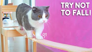 Cats Try Not To Fall Off Compilation [upl. by Annovaj]