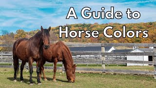 A Guide to Horse Colors [upl. by Gardener]