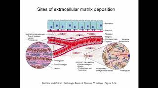 Lecture 3 Extracellular Matrix  HistologyCell Biology [upl. by Adnohryt983]