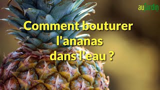 🍍Comment BOUTURER lANANAS dans lEAU 🍍 [upl. by Asilana]