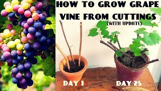 How To Grow Grape Vine From Cuttings At Home FAST N EASY [upl. by Gnart762]