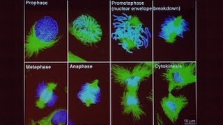 Genes Genomes and Human Disease Part 1 [upl. by Peppi300]