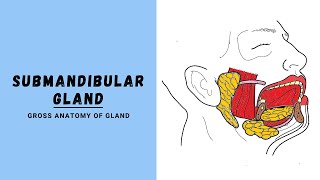 Submandibular Salivary Gland Anatomy [upl. by Shiverick]